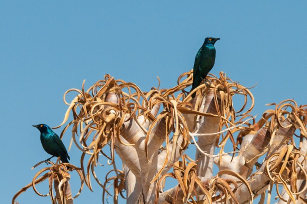 Cape Glossy Starling, Augrabies NP