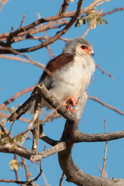 Pygmy Falcon, Augrabies NP