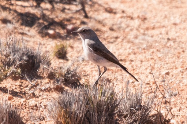 Tractrac Chat, Pofadder