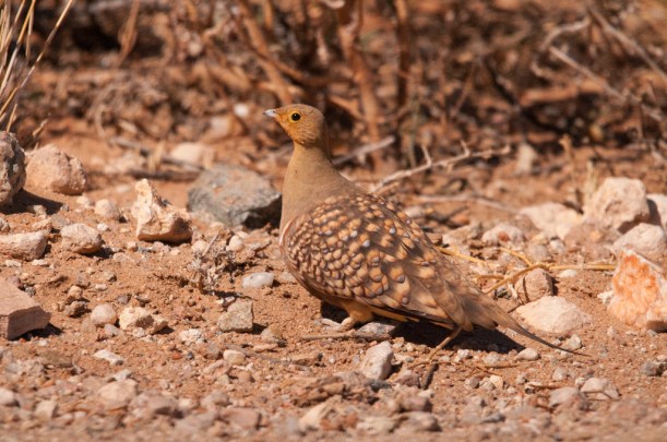 Namaqua Sandgrouse, Pofadder