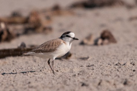 White-fronted Plover, Port Nolloth