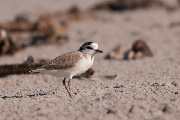 White-fronted Plover, Port Nolloth