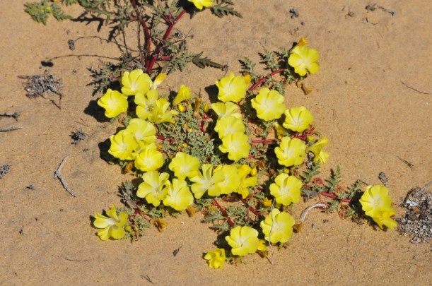 Dune flowers
