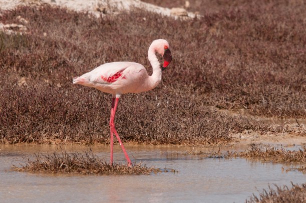 Lesser Flamingo, Port Nolloth