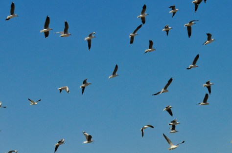 Hartlaub's Gull, Port Nolloth