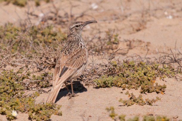 Cape Long-billed Lark