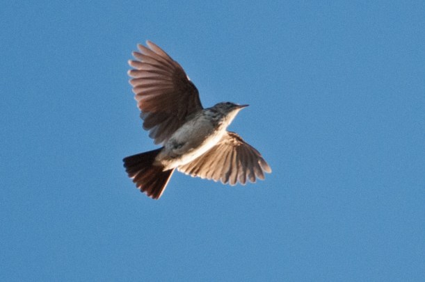 Barlow's Lark displaying 
