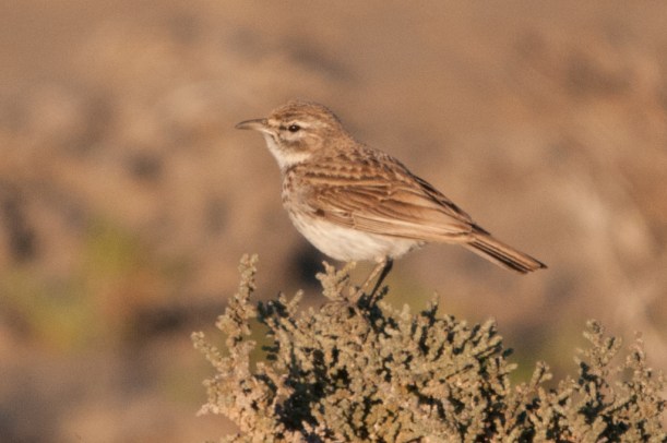 Barlow's Lark, Port Nolloth