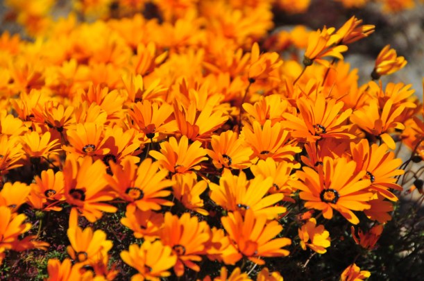 Nababeep, Northern Cape