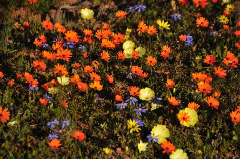 Namaqua National Park