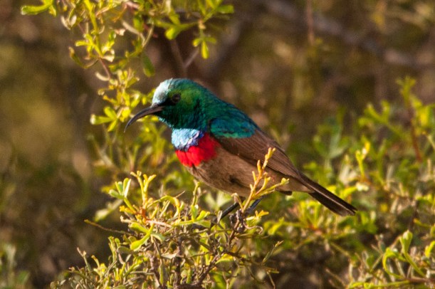 Southern Double-collared Sunbird, Namaqua NP