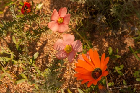 Namaqua National Park 