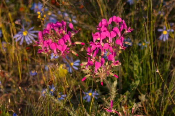 Namaqua National Park 