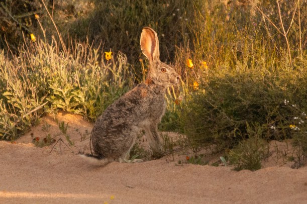 Cape Hare, Namaqua NP