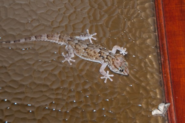 Dwarf Leaf-toed Gecko, Namaqua NP