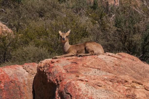 Klipspringer