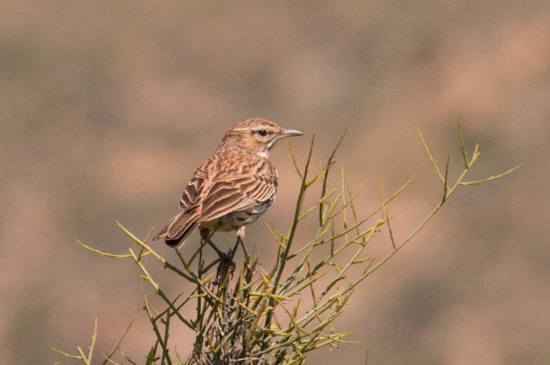 Karoo Lark in between displaying