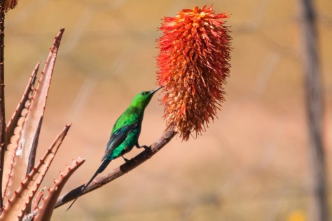 Malachite Sunbird, No-Heep