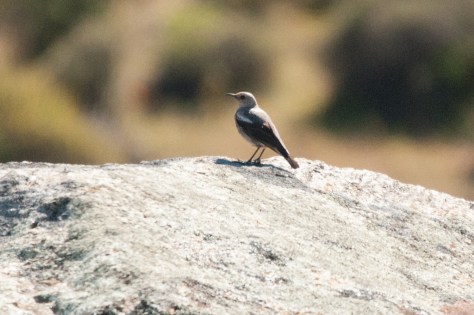 Mountain Wheatear