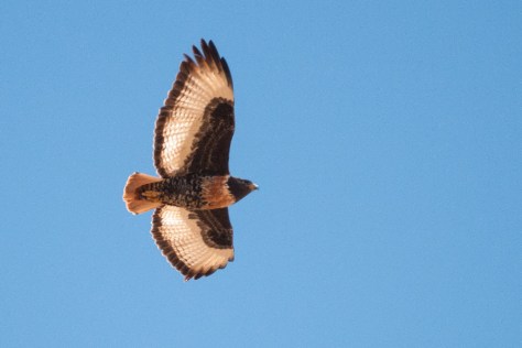 Jackal Buzzard (Rooiborsjakkalsvoel)