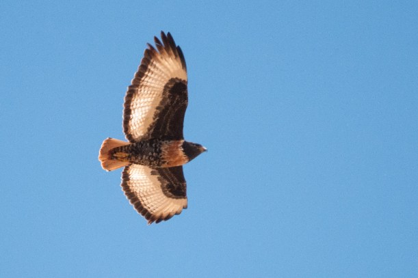 Jackal Buzzard (Rooiborsjakkalsvoel)