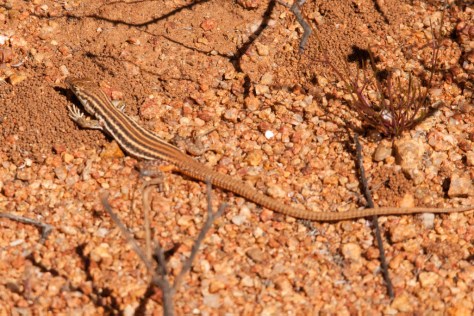 Sand Lizard