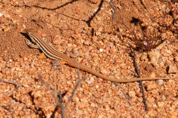 Sand Lizard