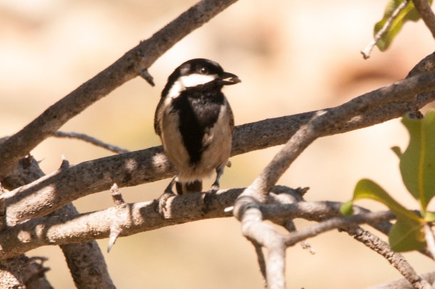 Gre Tit (Piet-tjou-tjou-grysmees)