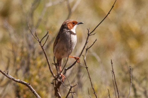 Rufous-eared Warbler