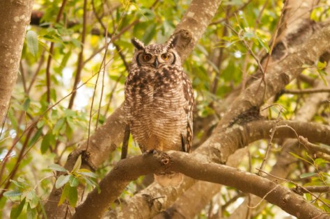 Spotted Eagle-Owl, Kirstenbosch