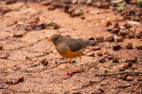 Olive Thrush, Kirstenbosch
