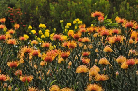 Pincushions, Kirstenbosch