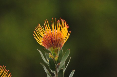 Pincushion, Kirstenbosch