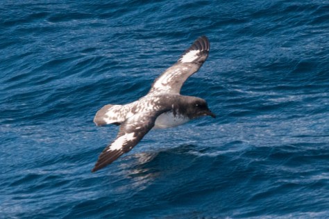 Pintado Petrel, Pelagic Trip