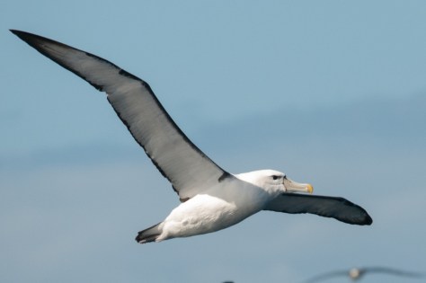 Shy Albatross, Pelagic Trip