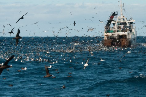 Pelagic birding trip