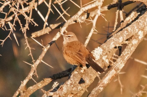 Karoo Scrub-Robin, Bontebok NP
