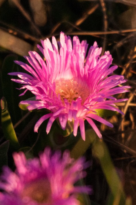 Bontebok National Park