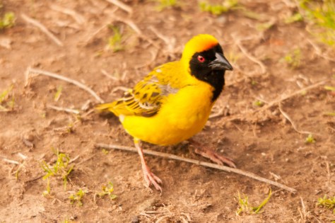 Southern Masked-Weaver, Bontebok NP
