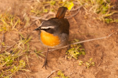 Cape Robin-Chat, Bontebok NP