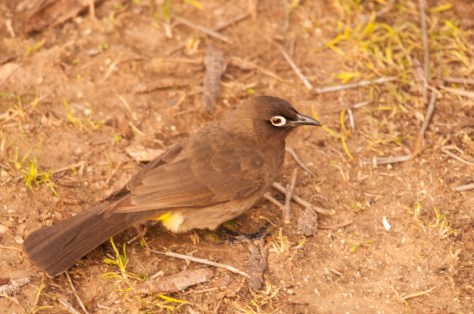 Cape Bulbul, Bontebok NP