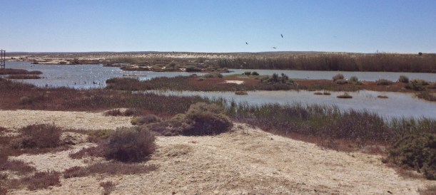 Port Nolloth Bird Sanctuary