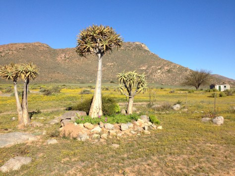 Quiver tree, No-Heep