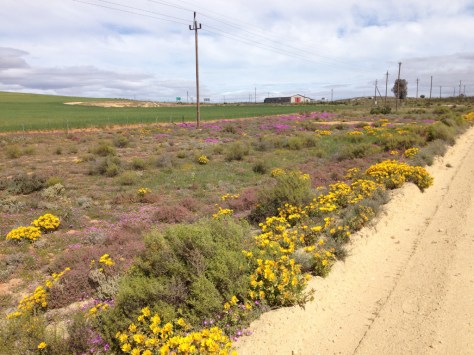 Road near Kamieskroon