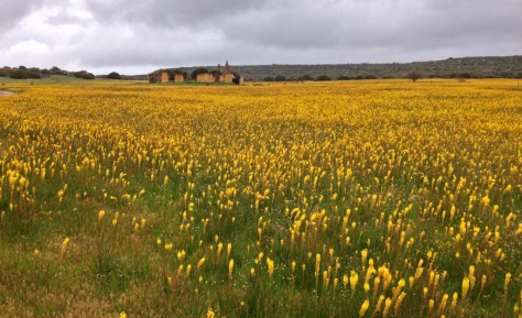 Cat's Tails flowering at Papkuilsfontein