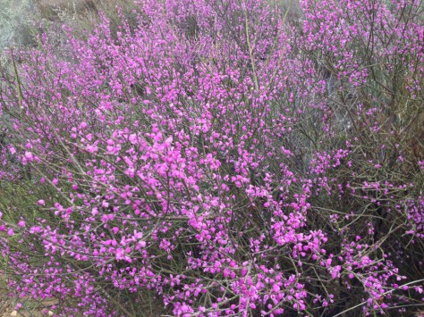 Flowering bush at Papkuilsfontein