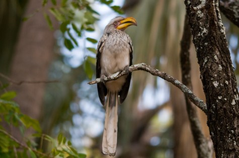 Yellow-billed Hornbill
