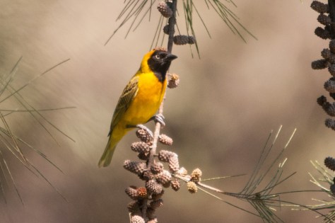 Lesser Masked-Weaver