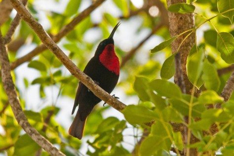 Scarlet-chested Sunbird, Ngwenya lodge
