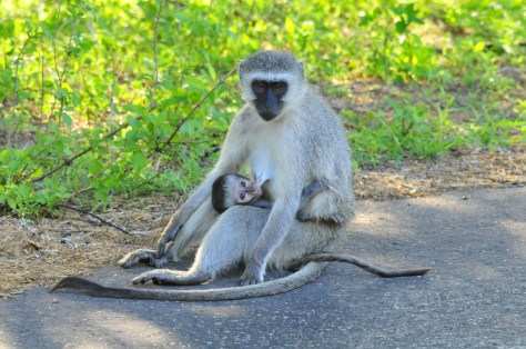 Vervet Monkey, Kruger NP